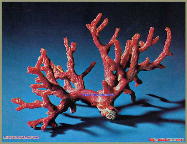 красный коралл